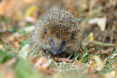 Jade表示索尼在支持创意过程方面享有最佳声誉